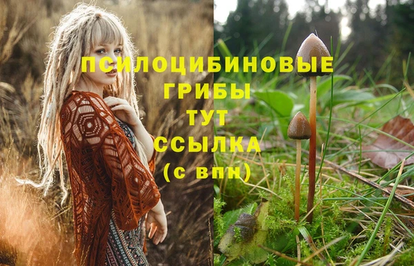эйфоретик Аркадак